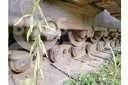 CAT D9H Crawler dozers