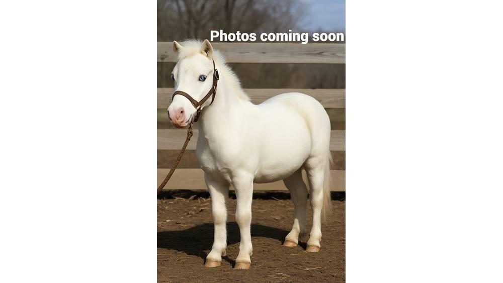 White Pony 40in Milking equipment