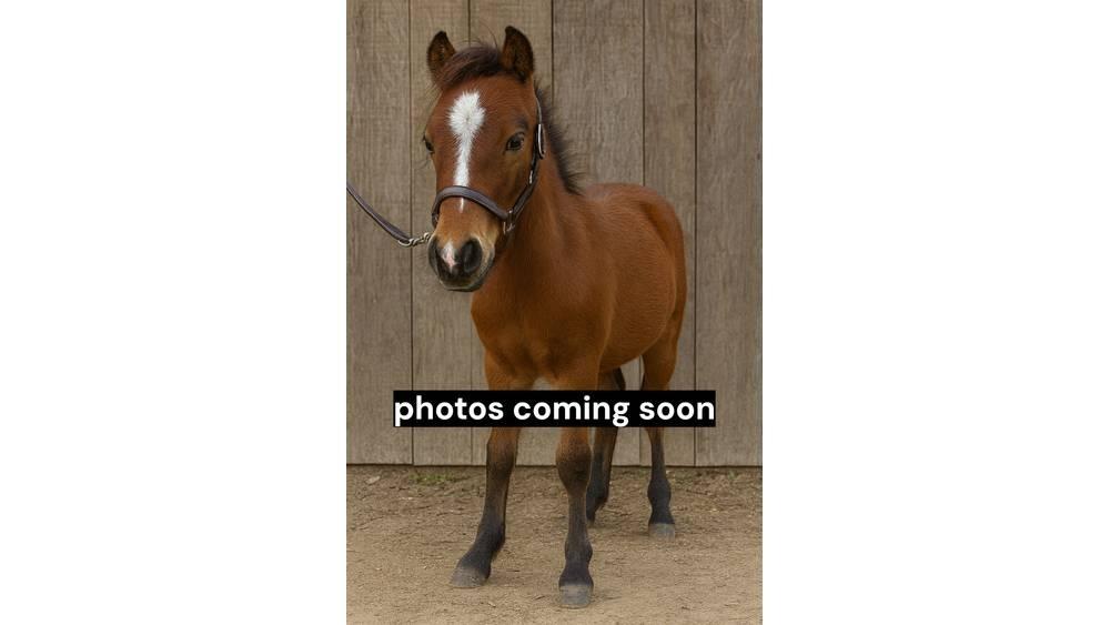 Pony Stallion 35in Milking equipment