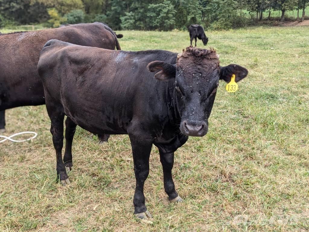 Bull (Organic Farm) Milking equipment