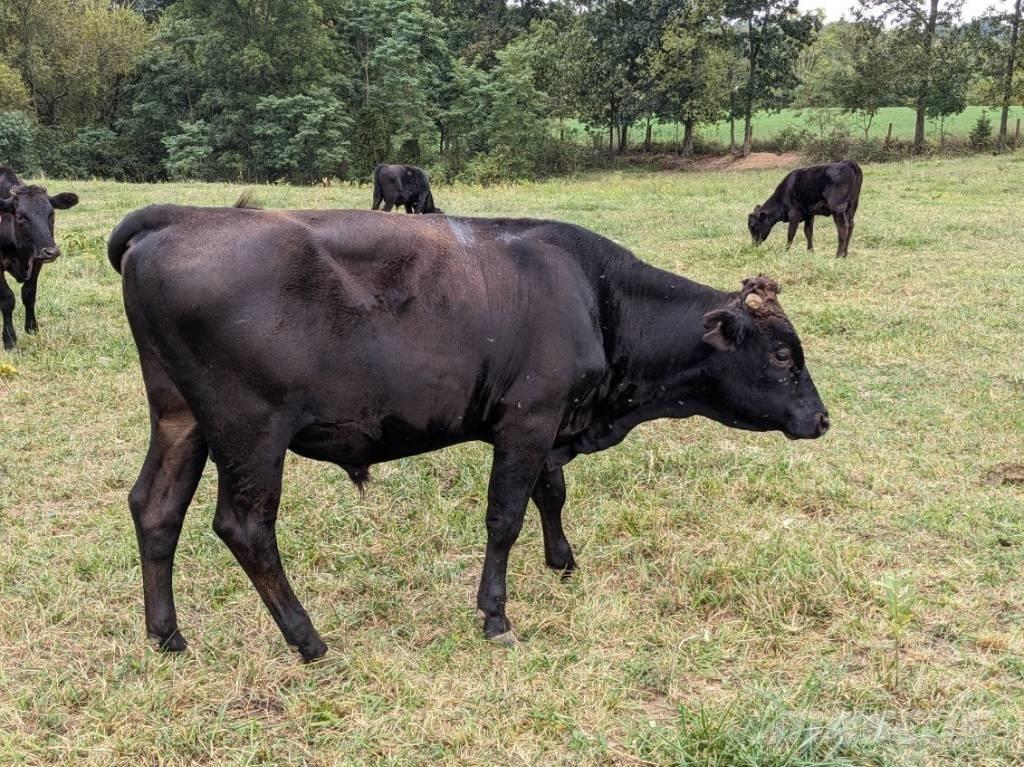 Bull (Organic Farm) Milking equipment