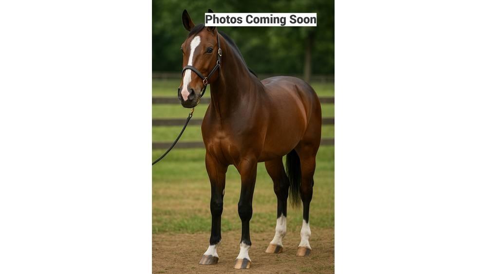  Horse Family Other livestock machinery and accessories