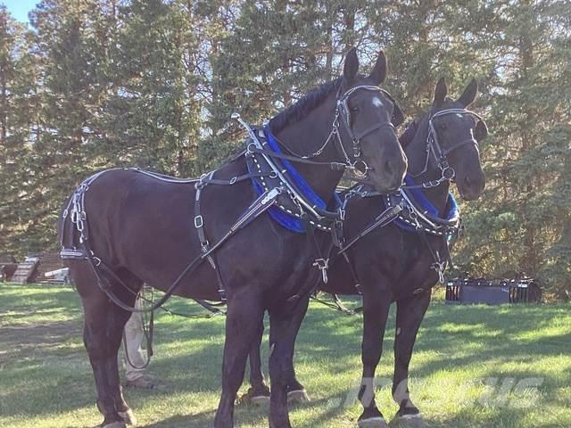  Percheron Team Other