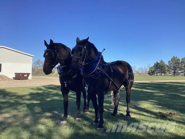  Percheron Team Other