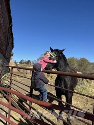  Percheron Team Other
